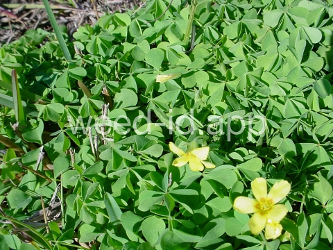 woodsorrel, creeping